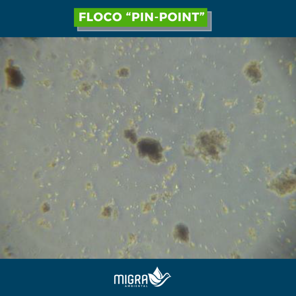 Microbiologia dos lodos ativados