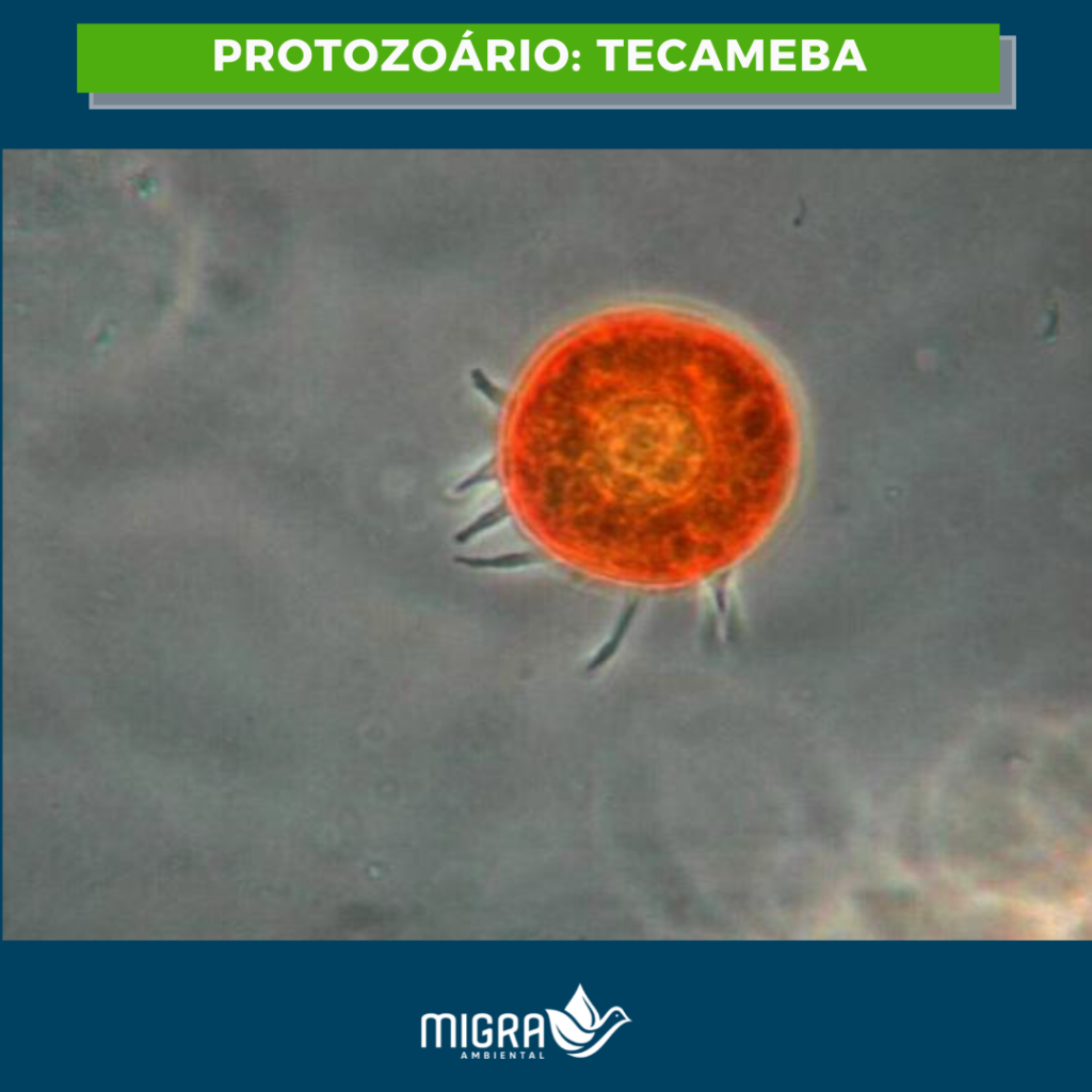 Microbiologia dos lodos ativados