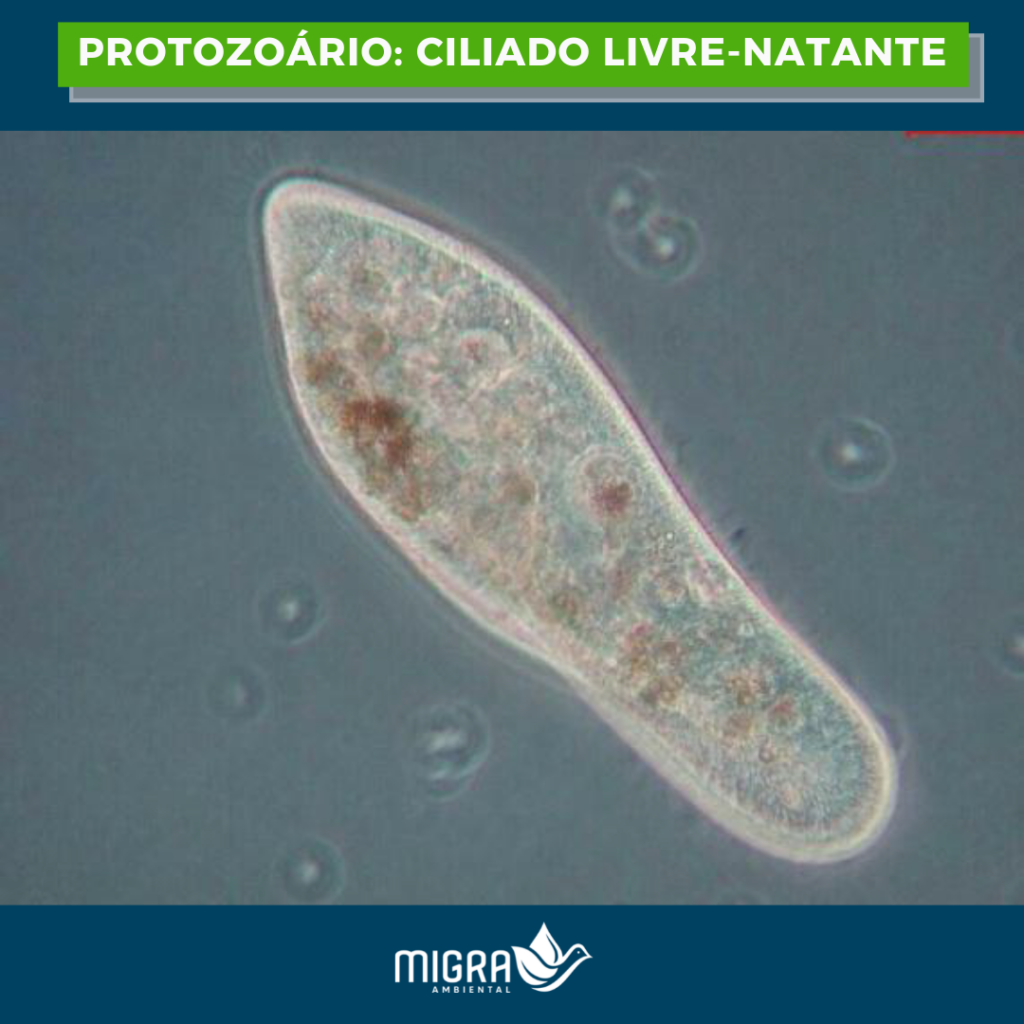 Microbiologia dos lodos ativados